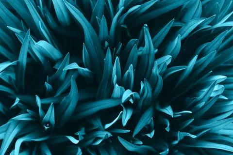 Perfect natural fresh grass pattern background. Trendy aqua toned backdrop for Stock Photos