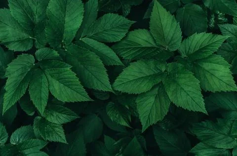Perfect natural fresh grass pattern background. Dark green moody backdrop for Stock Photos