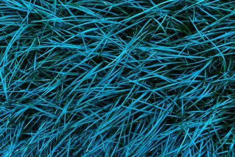 Perfect natural fresh grass pattern background. Trendy aqua toned backdrop for Stock Photos