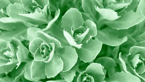 Perfect natural succulent pattern background. Neo mint trendy color backdrop for Stock Photos
