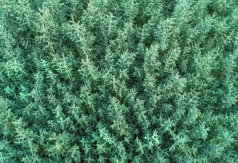 Perfect natural young bush pattern background in trendy green color. Natura.. Stockfoto's