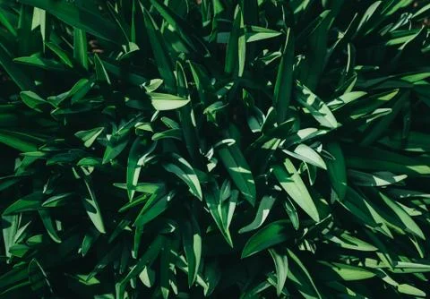 Perfect natural young grass pattern background. Dark and moody feel. Top view. Stock Photos