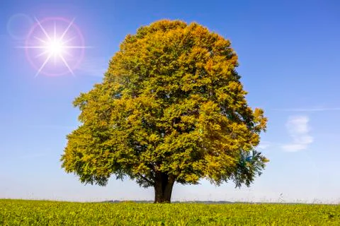 Perfect old beech tree at autumn Stock Photos