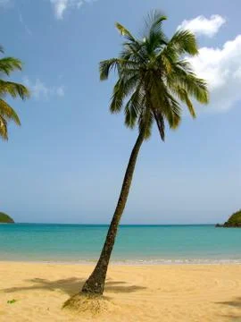 Perfect Palm Tree on beach Stock Photos