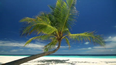 The perfect palm tree Stock Footage 661368