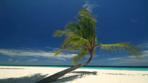 The perfect palm tree wide Stock Footage 664951