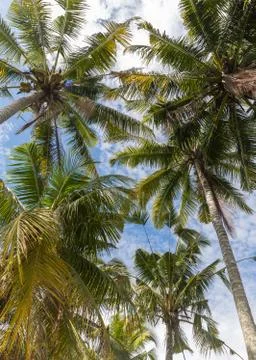 Perfect palms in front of sky Photos