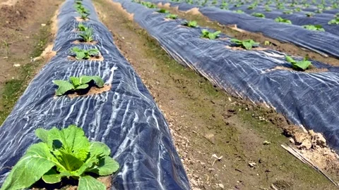 Perfect parallel crop rows with young green seedlings growing through black Stock Footage 341475587