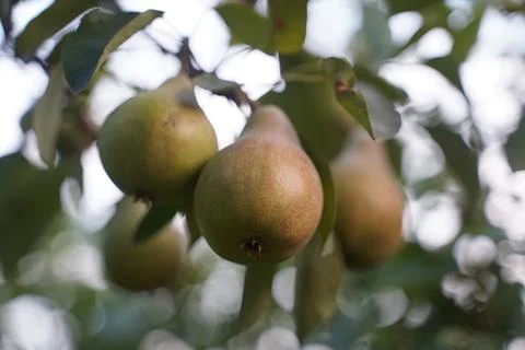 Perfect pear without GMO. Selective focus Stock Photos