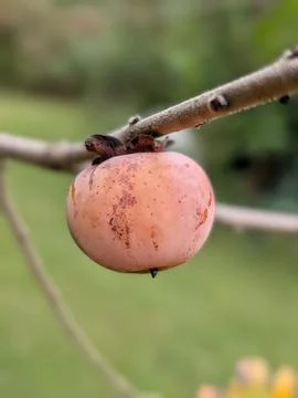 Perfect Persimmon Stock Photos