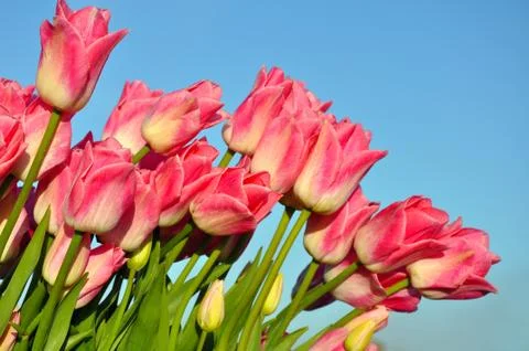 Perfect pink tullips Foto stock