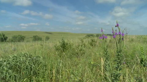 Perfect Prairie with flowers Stock Footage 137606286