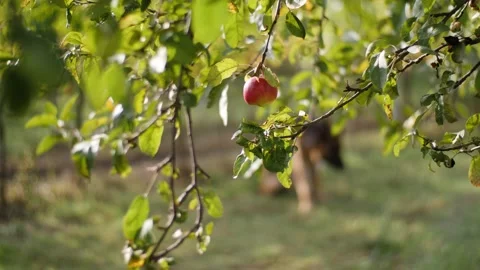 Perfect red apple on natural tree. 4K Stock Footage 141591990