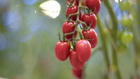 Perfect red cherry tomatoes like plums hanging on a branch, sexy plan of 库存影片 257454954