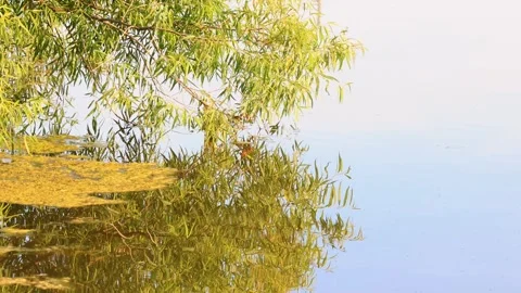 Perfect reflection of tree branch in the lake. Stock-Footage 282912184
