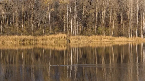Perfect reflection of trees in the lake ducks swimming in the lake in Michi.. Stock Footage 282912425