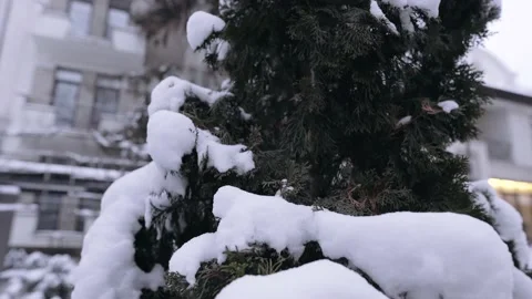 Perfect setting of the winter landscape, snow-covered fir. 4k portrait Stock Footage 159552337