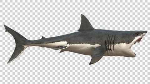 Perfect Side Profile View of Great White Shark with Open Mouth 스톡 일러스트