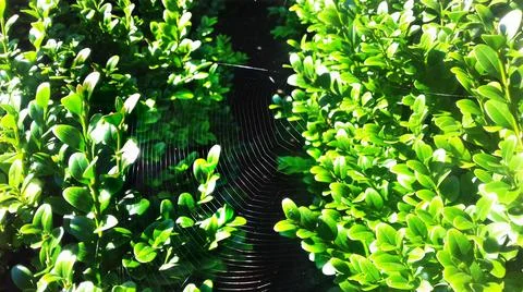 Perfect spider web between green leaves in the garden Stock Photos