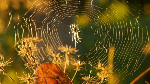 Perfect spider web in the forest in sunset Stock Footage 67129030