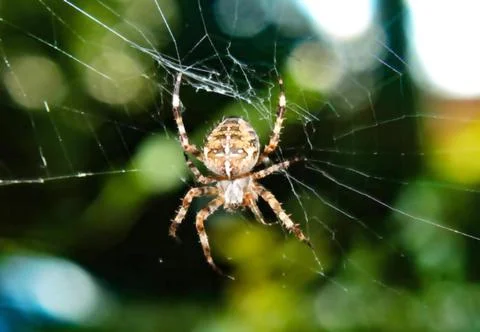 A Perfect Spiderweb in the Garden. Stock Photos