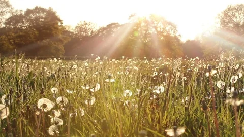 Perfect spring meadow with wildflowers Stock Footage 72409111