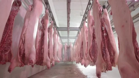 Perfect Storage of Pigs for Butcher Video stock 156859541