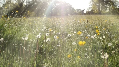 Perfect summer meadow shot with setting sun Stock Footage 72404107