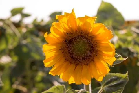 Perfect sunflower Stock Photos