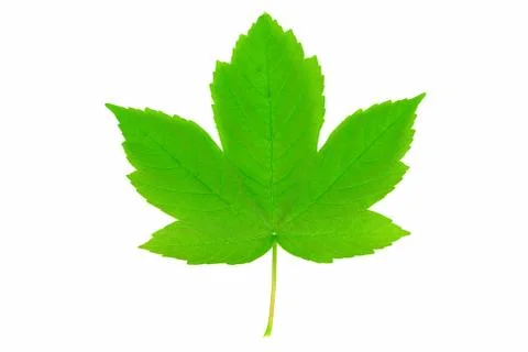Perfect sycamore maple leaf Stock Photos