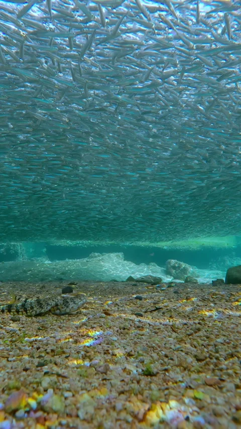 Perfect tactical positioning of predators during massive spawning migration Vídeo Stock 331309412