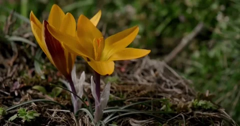 A perfect time-lapse with two bright yellow crocus flowers with dew drops Stock Footage 160402770