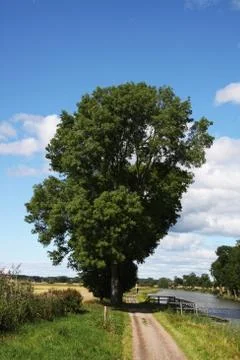 Perfect tree Stock Photos