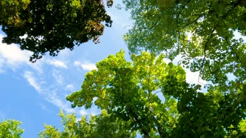 Perfect Tree Tops Shot 動画素材 162835902