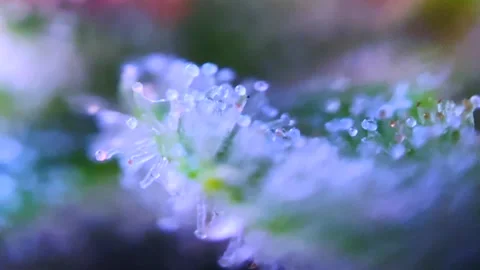 Perfect Trichomes thc Cannabis cbd marijuana under microscope zoom close up Drug Vídeos de archivo 252040752