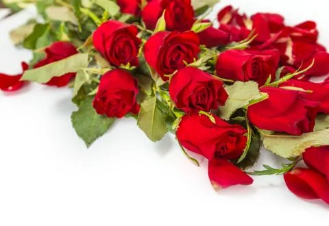 Perfect Valentines roses Stock-Fotos