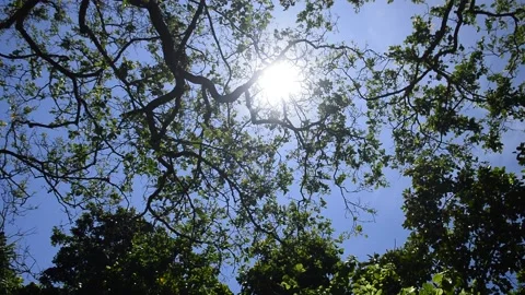 Perfect video of tree branches that you might like Stock Footage 168527288