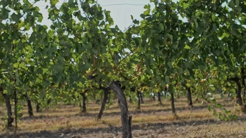 Perfect vine with white grape fruit and leaves swaying in the wind Stock Footage 270060060