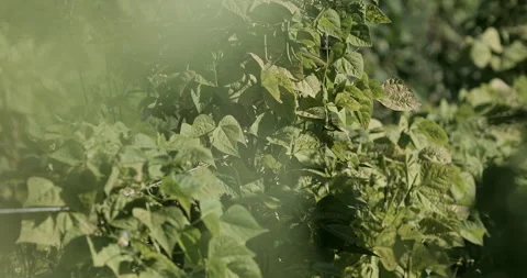 Perfect visual for green concept, freshness, and organic lifestyle theme. Video stock 329223655