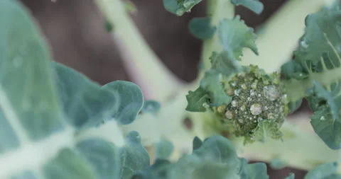 Perfect visual for healthy eating concept, organic vegetables  lifestyle. Stock Footage 329244321