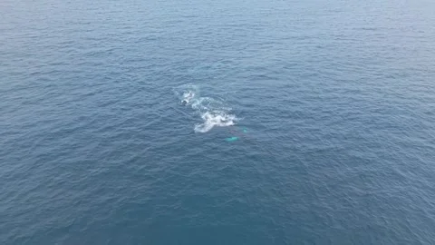 Perfect Whale Synchronisation as Tail Slaps Trigger Multiple Surface Breaths In Stock Footage 327606465