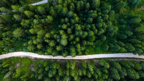 Perfectly balanced top-down composition of tree canopy and soft winding dirt  Stock Photos