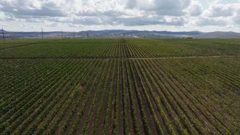 Perfectly level beds of grape bushes in a large seeded plantation. Stock Footage 270059271