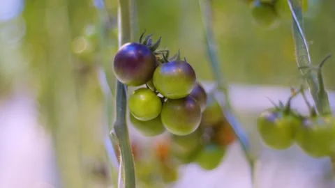Perfectly round cherry tomatoes in brown purple and green colors on a branch Видео 257461253