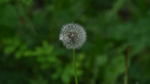 Perfectly round dandelion that is in seed is moving in a light wind  Stock Footage 156005046