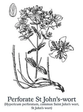 Perforate St John's-wort. Vector hand drawn plant. Medicinal plant sketch. Stock Illustration