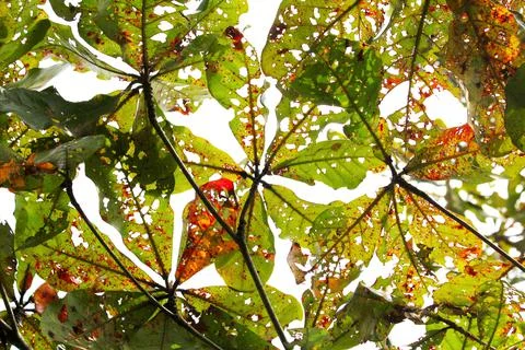 The Perforated Catappa Leaves Background Stock Photos