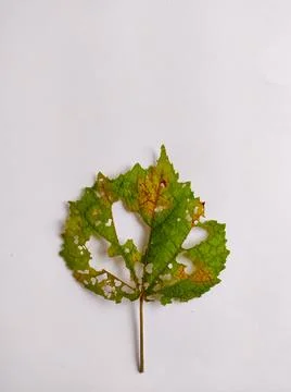 Perforated leaf Foto stock