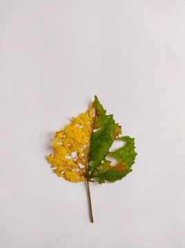 Perforated leaf Stock Photos