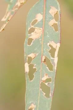 Perforated leaf of tree with disease Stock-Fotos